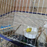 قناری|پرنده|قم, کلهری|دیوار