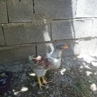 جوجه خروس ویاندوت