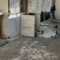کفتر تهرانی