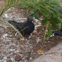 کبوتر|پرنده|بم, |دیوار