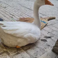 قوغاز ۵ ماهه دوست داشتنی