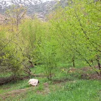 فروش باغ|فروش زمین و ملک کلنگی|کلیبر, |دیوار