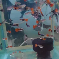 ماهی زینتی|ماهی|سبزوار, پیام|دیوار