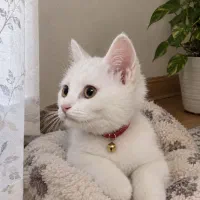 گربه خانگی