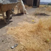 واگذاری ماده دو رگه سرابی|سگ|هیر, |دیوار