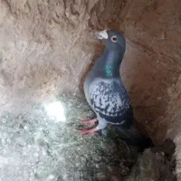 پلاکی نر