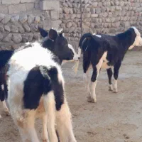 گوساله|حیوانات مزرعه|چگنی, |دیوار