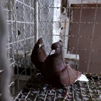 کبوترجفتگاه