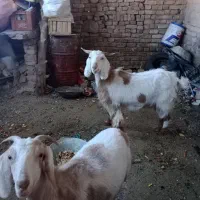 گوسفند|حیوانات مزرعه|بیرجند, |دیوار