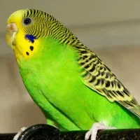 مرغ عشق گمشده