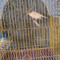 فروش قناری ماده آماده جفت با قفس|پرنده|قیدار, |دیوار