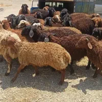 بره پرواری وچاق