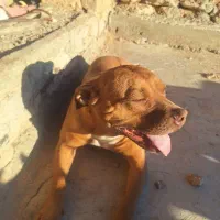 سگ لاس پیت بول