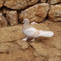 کبوتر زرد ماده