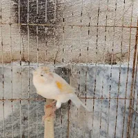 قناری ماده پرتقالی موزایکی