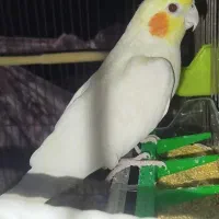 عروس هلندی نر