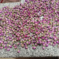 غنچه گل محمدی