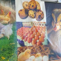 فروش انواع تخم و جوجه