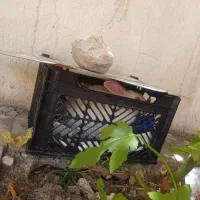 خرگوش