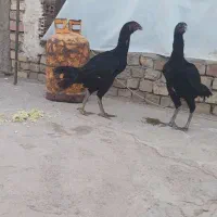 مرغ لاری تخم گذار