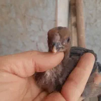 جوجه هندی|حیوانات مزرعه|رباط‌کریم, نصیرشهر|دیوار