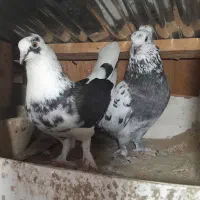 کبوتر کاکولی
