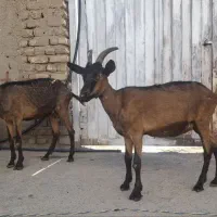 دو تا بز الپاین خالص|حیوانات مزرعه|رومشکان, |دیوار