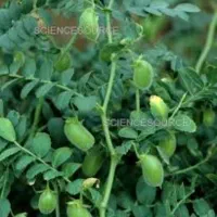 کارگر بو دسکنه و باغی میوه
