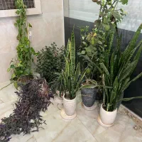 گل و‌گلدان