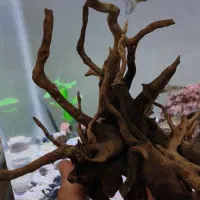 چوب ابنوس اکواریوم|ماهی|ایلام, |دیوار