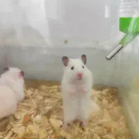 همستر اهلی و خونگی بازیگوش