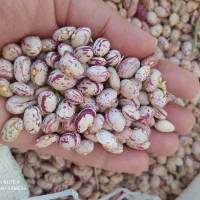 لوبیا چیتی