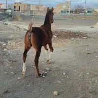 کره مادیان هشت ماهه نوه بن طوطی