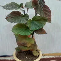 گل عروسی