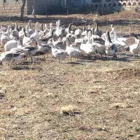 قازی خومالی  جوان|حیوانات مزرعه|پیرانشهر, |دیوار