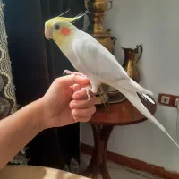 پرنده