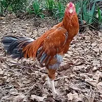 خروس لاری جوجه کش