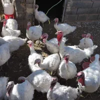 فروش بوقلمون|حیوانات مزرعه|مبارکه, |دیوار