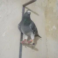 کفتر کوهی پلاکی نر پلاک بلژیک اصل