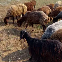 گوسفند بره دار|حیوانات مزرعه|گرمی, |دیوار