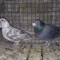 کفترپلاکی۷عدد|پرنده|شیراز, گویم|دیوار