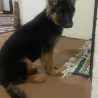 گمشده ژرمن این سگه مریضه باید دارو بخوره