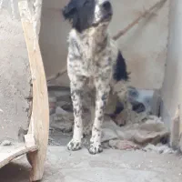 واءگذاری طوله قدرجون