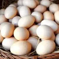 خرید و فروش تخم مرغ