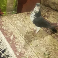 کبوتر جفتی نر وماده