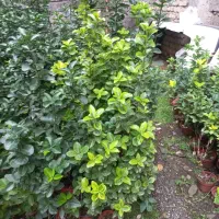 فروش شمشاد|گل و گیاه طبیعی|کومله, |دیوار