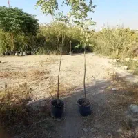 درختکاری  نهال اقاقیا ۳ ساله فقط