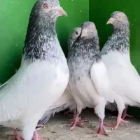 پاکستانی درجه یک|پرنده|میناب, |دیوار