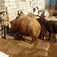 همه رقم دام زنده برای قربانی|حیوانات مزرعه|اردبیل, |دیوار