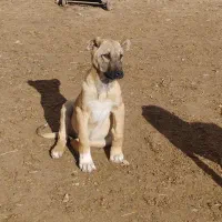 توله ۴ماه سراب